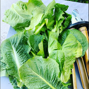 FRESH Greens from Aeroponics Farming