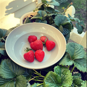 FRESH Strawberries