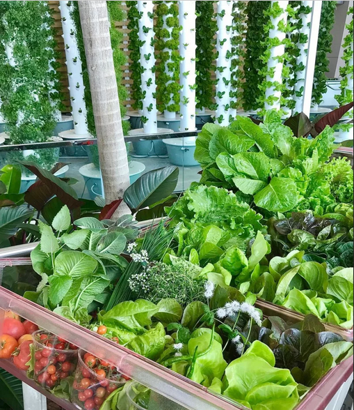 Your Own Aeroponic Garden